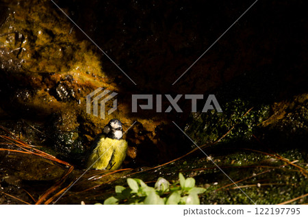 African blue tit bathing. 122197795