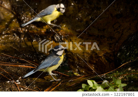 African blue tits. African blue tits. 122197801