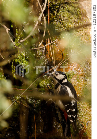 Great spotted woodpecker. Great spotted woodpecker. 122197802