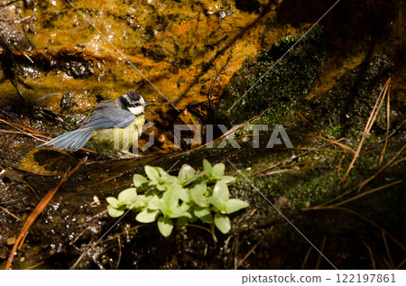 African blue tit bathing. African blue tit bathing. 122197861