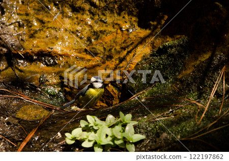 African blue tit at a water source. 122197862