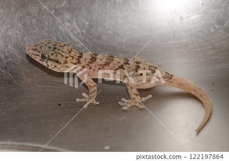 Boettger's wall gecko. Boettger's wall gecko. 122197864