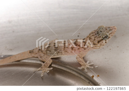 Boettger's wall gecko. Boettger's wall gecko. 122197865