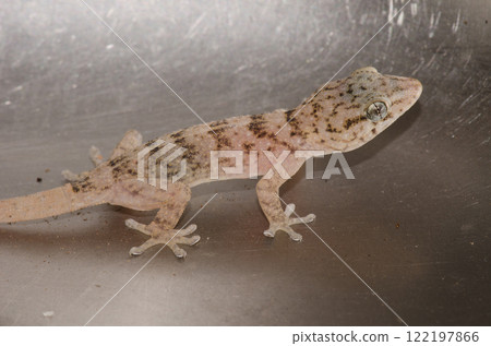 Boettger's wall gecko. Boettger's wall gecko. 122197866