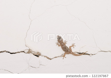 Boettger's wall gecko. Boettger's wall gecko. 122197867