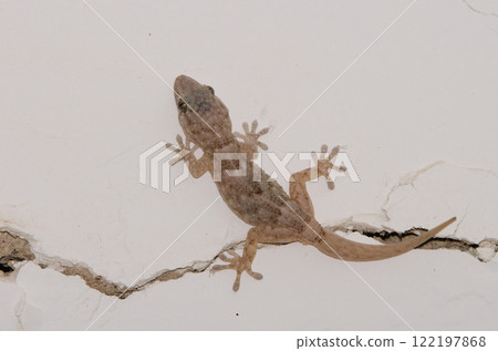 Boettger's wall gecko. 122197868
