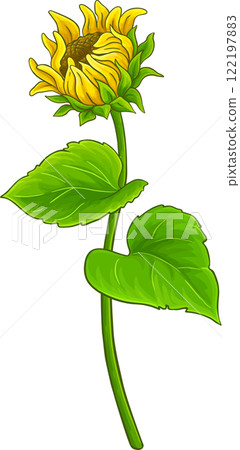 Sunflower Plant with Flower  and Leaves Colored Detailed Illustration. 122197883