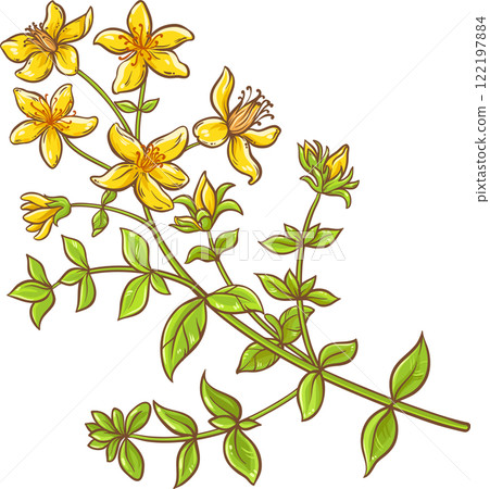 Tutsan Plant with Flowers and Leaves Colored Illustration. Natural organic ingredient for cosmetics, spa, aromatherapy, health care, alternative medicine. 122197884
