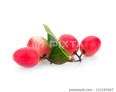 Carissa carandas Linn or Bengal currants, fruits isolated on white background. Carissa carandas Linn or Bengal currants, fruits isolated on white background. 122197897