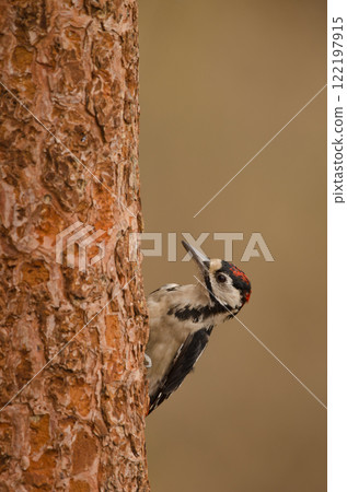 Juvenile great spotted woodpecker. 122197915