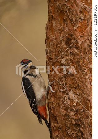 Juvenile great spotted woodpecker. Juvenile great spotted woodpecker. 122197916
