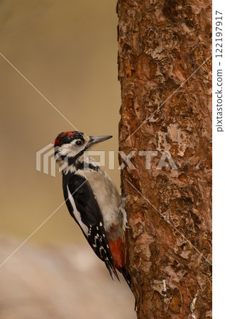 Juvenile great spotted woodpecker. Juvenile great spotted woodpecker. 122197917