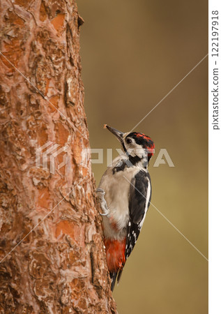 Juvenile great spotted woodpecker. 122197918