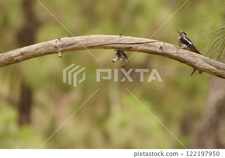 Juvenile great spotted woodpecker. Juvenile great spotted woodpecker. 122197950