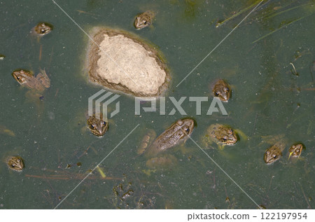 Perez's frogs in a pond. Perez's frogs in a pond. 122197954