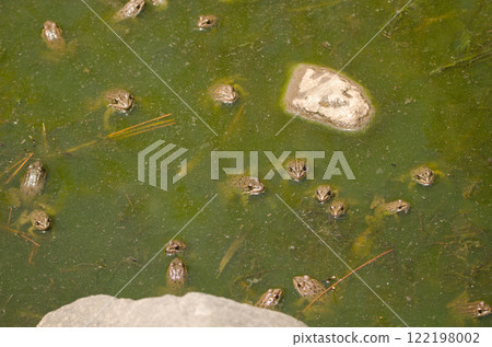 Perez's frogs in a pond. 122198002