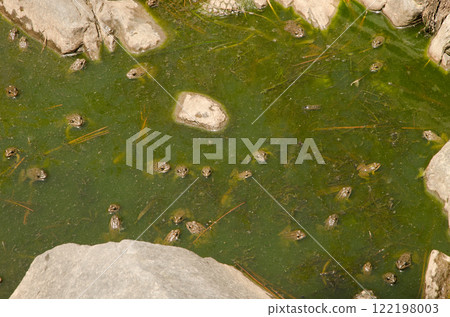 Perez's frogs in a pond. 122198003