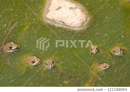 Perez's frogs in a pond. 122198004