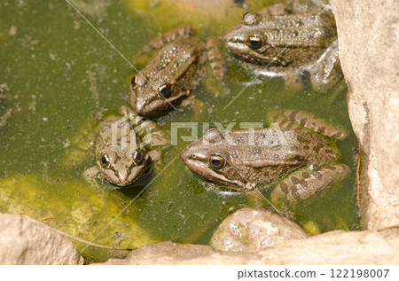 Perez's frogs in a pond. Perez's frogs in a pond. 122198007