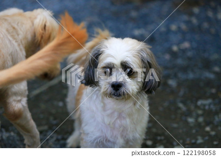 Shih Tzu dog and friend playing and fighting Shih Tzu dog and friend playing and fighting 122198058
