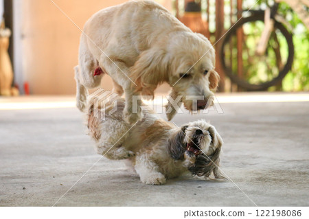 Shih Tzu dog and friend playing and fighting Shih Tzu dog and friend playing and fighting 122198086