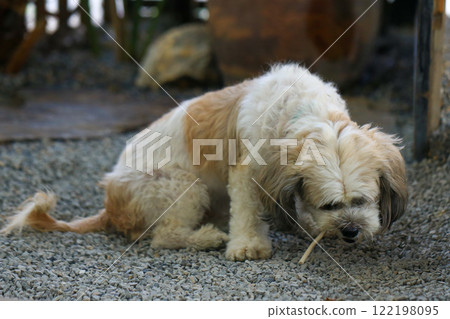 Shih Tzu dog and friend playing and fighting Shih Tzu dog and friend playing and fighting 122198095