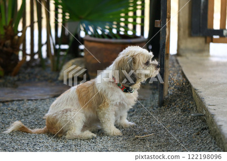 Shih Tzu dog and friend playing and fighting Shih Tzu dog and friend playing and fighting 122198096