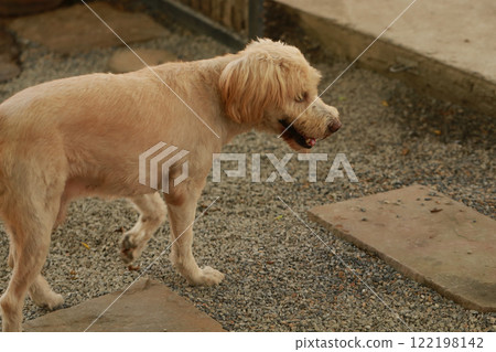 Shih Tzu dog and friend playing and fighting Shih Tzu dog and friend playing and fighting 122198142