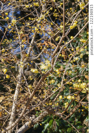 Wintersweet flower 122198915