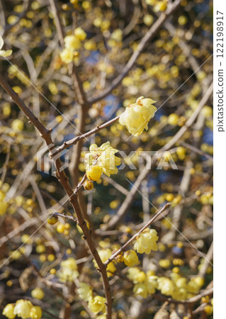 Wintersweet flower 122198917