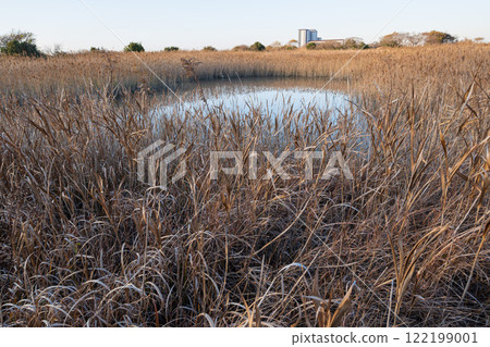 On a clear winter afternoon, the blue sky is reflected in the pond at the tidal flats of the Kobitsu River estuary, where dead reeds spread out. 122199001