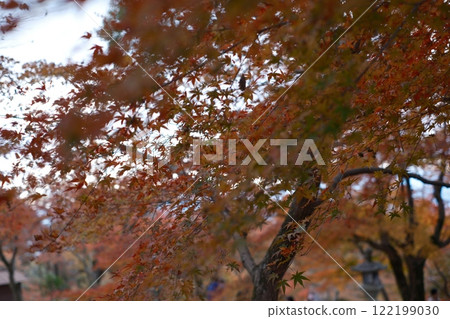 Autumn leaves of maple Autumn leaves of maple 122199030