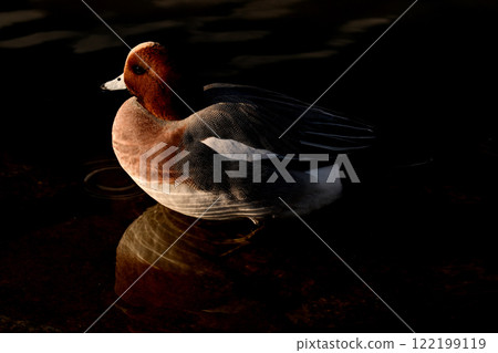 Winter migratory ducks in the park pond Winter migratory ducks in the park pond 122199119