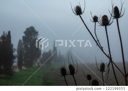Thistle silhouettes with spiderwebs on a misty morning in rural countryside 122199353