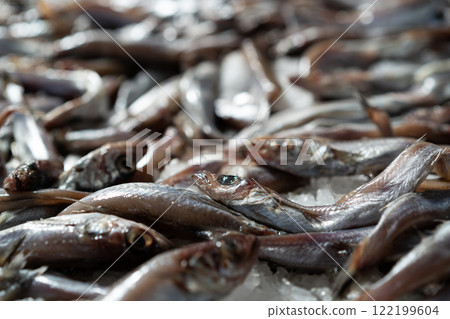 Fresh sardines on ice in market 122199604