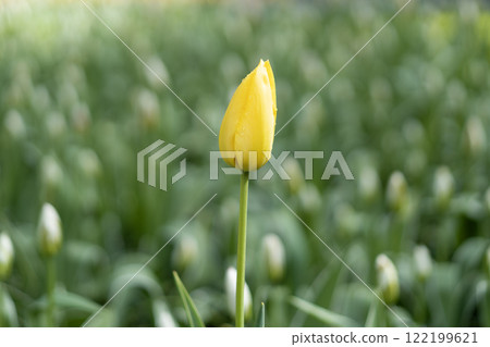 Single yellow tulip with blurred background 122199621