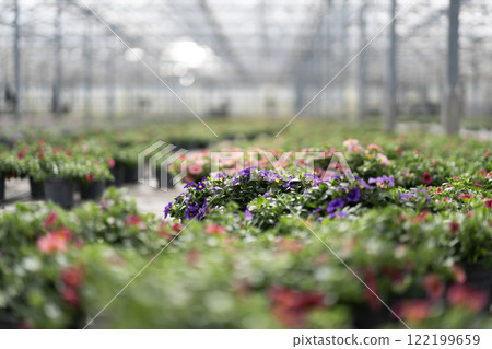 Blurred view of vibrant flowers in greenhouse 122199659