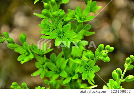 Mount Yukitogatake in the Misaka Mountains: Liliaceae, Veratrum verticillata Mount Yukitogatake in the Misaka Mountains: Liliaceae, Veratrum verticillata 122199992