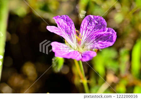 Mount Yukitogatake in the Misaka Mountains - Geranium family 122200016