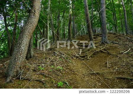 A hiking trail through the red pine forest on the southern ridge of Mt. Junigatake in the Misaka Mountains 122200206