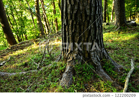 Junigatake in the Misaka Mountains: trunks of red pine trees Junigatake in the Misaka Mountains: trunks of red pine trees 122200209