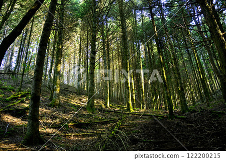 Junigatake in the Misaka Mountains: Forest on the southern ridge bathed in the morning sun 122200215