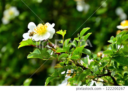 Mount Yukitogatake in the Misaka Mountains - Rosaceae family, Rosa multiflora Mount Yukitogatake in the Misaka Mountains - Rosaceae family, Rosa multiflora 122200267