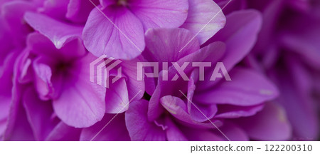 Soft purple flower petals with overlapping layers in close-up view, showcasing depth and vibrant color in natural lighting Soft purple flower petals with overlapping layers in close-up view, showcasing depth and vibrant color in natural lighting 122200310