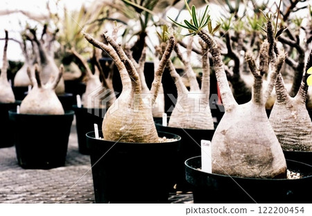 Tuberous plants | Gracilis 122200454