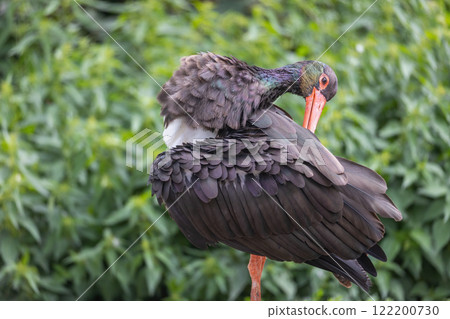The black stork (Ciconia nigra) resting. The black stork (Ciconia nigra) resting. 122200730