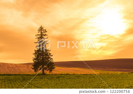 【美瑛町聖誕樹夜景】 122200758