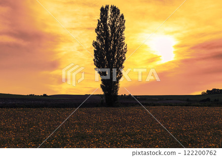 【北海道美瑛町無名楊樹】 122200762