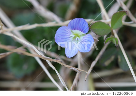 Small blue Veronica flowers blooming in a winter field Small blue Veronica flowers blooming in a winter field 122200869