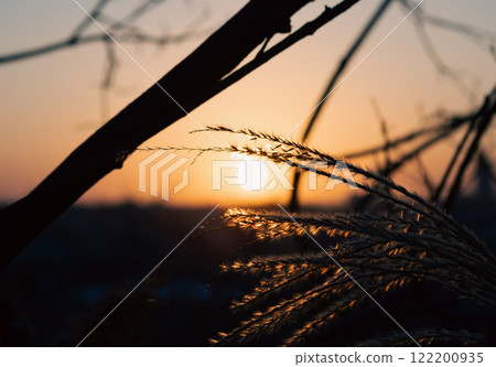 日出和Susuki 122200935